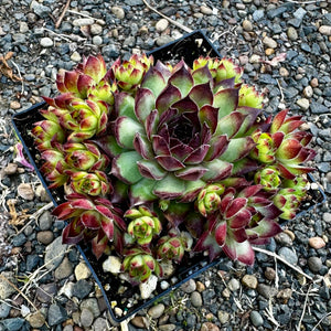Sempervivum ‘Dynamo’