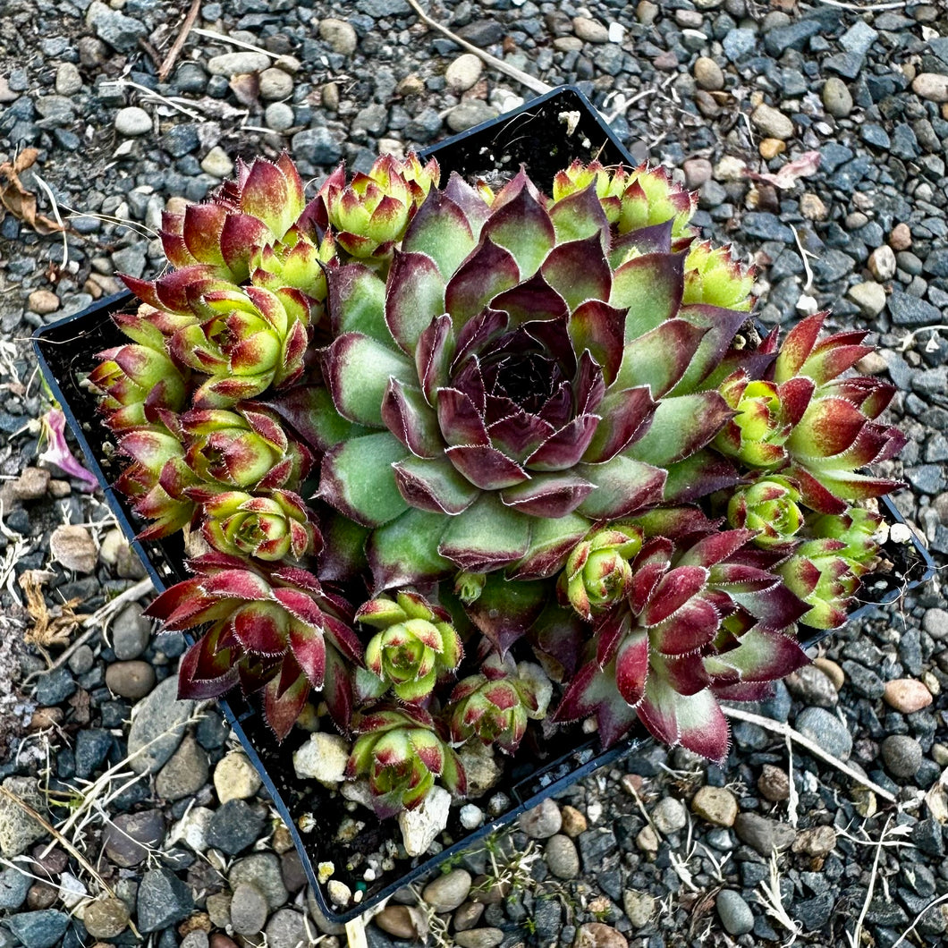 Sempervivum ‘Dynamo’