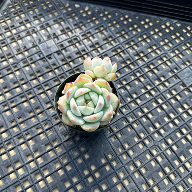 Echeveria ‘Marisa’