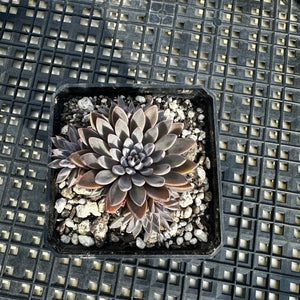 Graptopetalum rusbyi aka (San Francisco River Leather Petal)