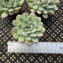 Load image into Gallery viewer, Echeveria ‘Pink Edge’