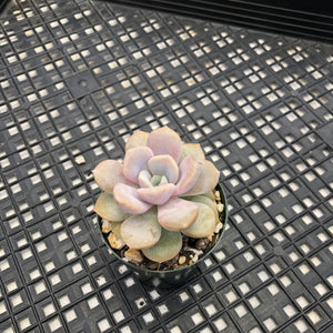 Echeveria ‘Tiramisu’