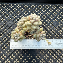 Load image into Gallery viewer, Graptopetalum mendozae