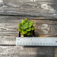 Load image into Gallery viewer, Echeveria Agavoides ebony ‘Peridot’