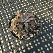 Load image into Gallery viewer, Orostachys ‘NYBG’