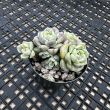 Load image into Gallery viewer, Echeveria Agavoides ‘Tinkerbell’ Variegated