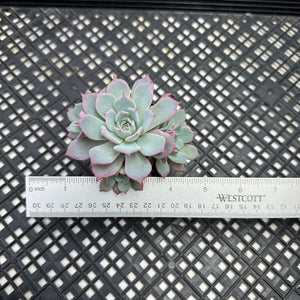 Echeveria ‘Laulensis’