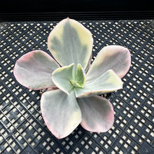 Load image into Gallery viewer, Echeveria ‘Chantilli’ Variegated