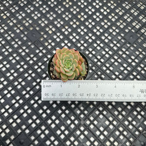 Echeveria ‘Sugar Baby’