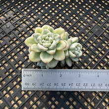 Load image into Gallery viewer, Sedum Clavatum