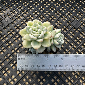 Sedum Clavatum