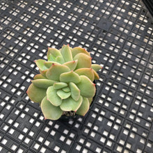 Load image into Gallery viewer, Echeveria ‘White Snow’ Montrose Variegated