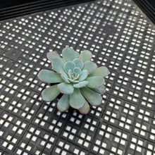 Load image into Gallery viewer, Echeveria ‘Laulensis’