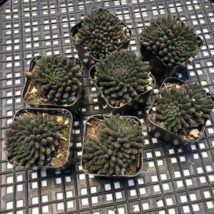 Sinocrassula yunnanensis