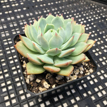 Load image into Gallery viewer, Echeveria ‘Prism’