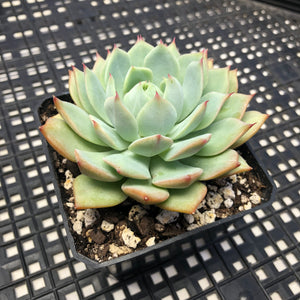 Echeveria ‘Prism’