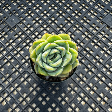 Echeveria ‘Lime Pink’