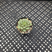Load image into Gallery viewer, Echeveria agavoides ‘Adam’
