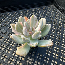 Load image into Gallery viewer, Pachyveria Pachyphytoides Variegated