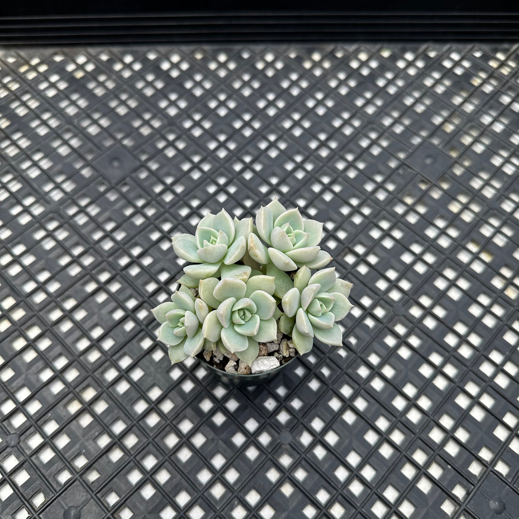 Graptoveria titubans
