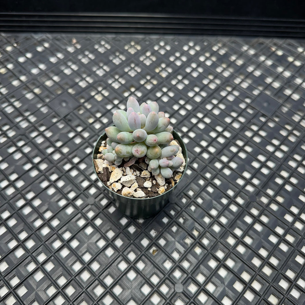 Pachyphytum ‘Machucae’ aka Baby Fingers