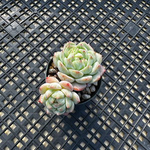 Echeveria ‘Marisa’