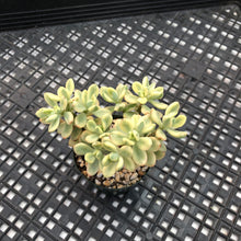 Load image into Gallery viewer, Echeveria macdougallii variegated  aka “sedoides“