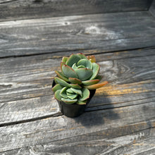 Load image into Gallery viewer, Echeveria ‘Lemon Tree’