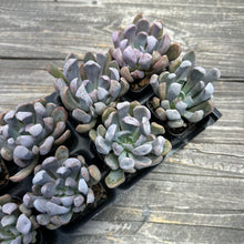 Load image into Gallery viewer, Echeveria ‘Cupid’