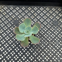 Load image into Gallery viewer, Echeveria ‘Blue Sky’