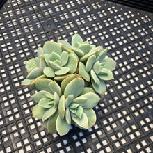 Load image into Gallery viewer, Echeveria ‘White Snow’ Montrose Variegated