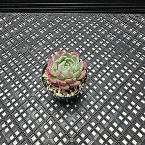 Echeveria sp ‘el Encino’
