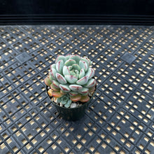 Load image into Gallery viewer, Echeveria ‘Ecolatte’