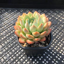 Load image into Gallery viewer, Echeveria ‘Chubby Lips’