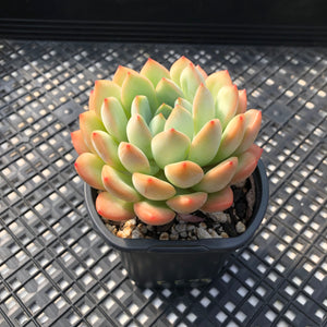 Echeveria ‘Chubby Lips’