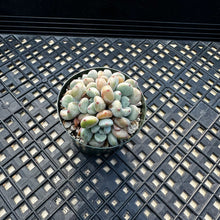 Load image into Gallery viewer, Echeveria amoena microcalyx