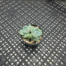 Load image into Gallery viewer, Echeveria ‘Ice Green’