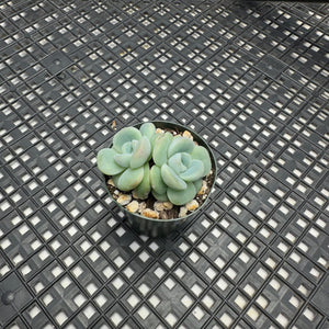 Echeveria ‘Ice Green’