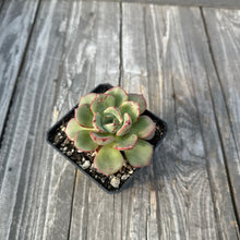 Load image into Gallery viewer, Echeveria ‘Misellosa’