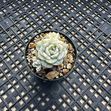 Load image into Gallery viewer, Echeveria Agavoides ‘Tinkerbell’ variegated
