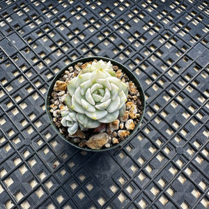 Echeveria Agavoides ‘Tinkerbell’ variegated