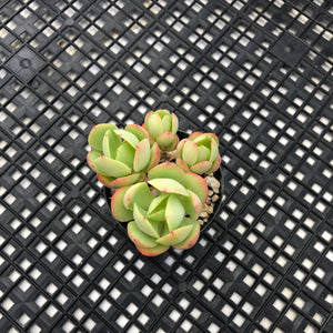 Echeveria ‘Peach Pride’