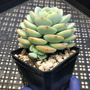 Sedeveria ‘Pudgy’