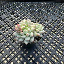Load image into Gallery viewer, Echeveria ‘Crown Ball’
