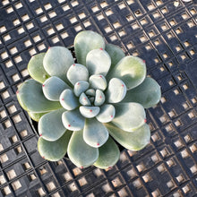 Load image into Gallery viewer, Echeveria amoena microcalyx