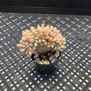 Pachyveria Pachyphytodies Cristate
