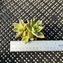 Load image into Gallery viewer, Echeveria agavoides ‘Citrina’