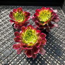 Load image into Gallery viewer, Aeonium ‘Wheels of Fascination’