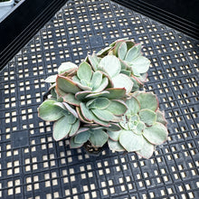 Load image into Gallery viewer, Echeveria ‘Suyon’ variegated