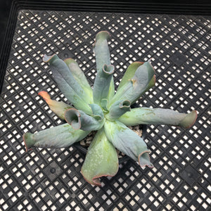 Echeveria ‘Culibra’